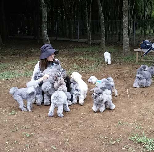 シルバートイプードル ブリーダー 横浜 BAY FLOWER 犬舎とは