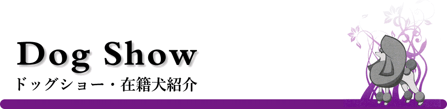 ドッグショー 横浜のトイプードル専門犬舎 在籍犬紹介