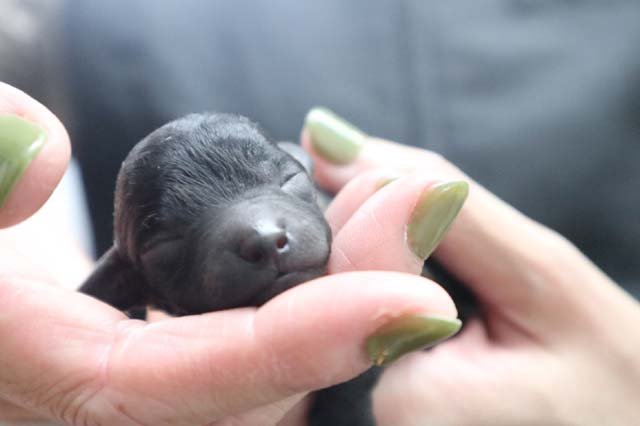 産まれたてのシルバートイプードルの子犬は真っ黒