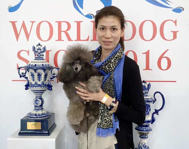 シルバートイプードルの犬質向上を目指す。 world dog show 2016
