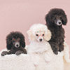 シルバトイプードルの子犬販売(購入予約)日程調整