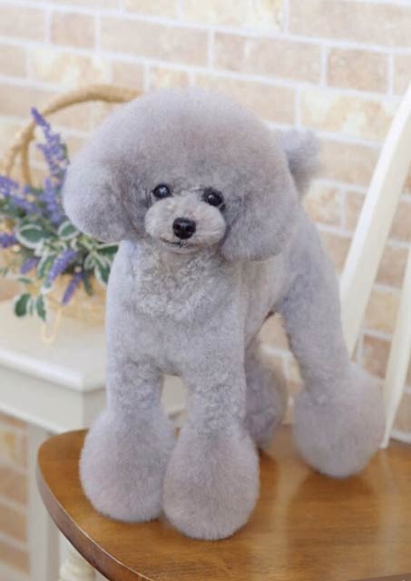 神奈川県 鈴木さまご愛犬 チルバ君 ベイフラワー犬舎 出身犬画像1