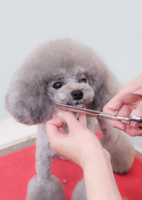神奈川県 鈴木さまご愛犬 チルバ君 ベイフラワー犬舎 出身犬画像2