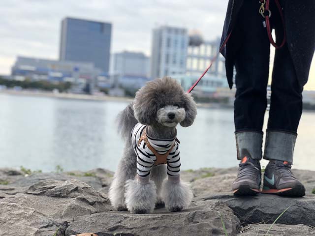 長野県 清水さまご愛犬 ぷにちゃん ベイフラワー犬舎 出身犬画像１