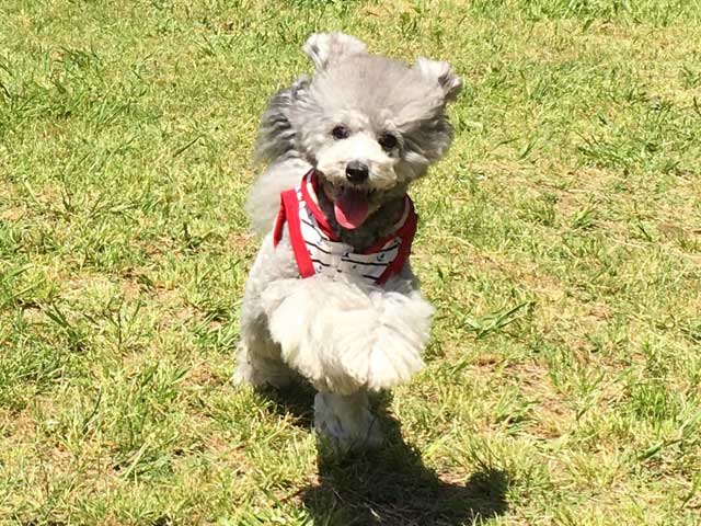 長野県 清水さまご愛犬 ぷにちゃん ベイフラワー犬舎 出身犬画像2