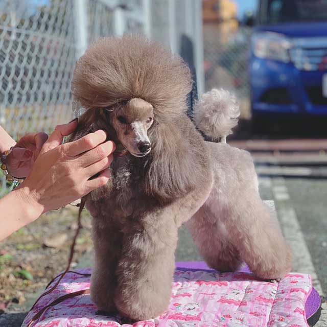 群馬県 今津さまご愛犬 リコちゃん ベイフラワー犬舎 出身犬画像１