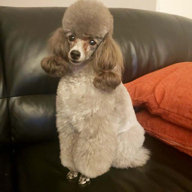 群馬県 今津さまご愛犬 リコちゃん ベイフラワー犬舎 出身犬画像2
