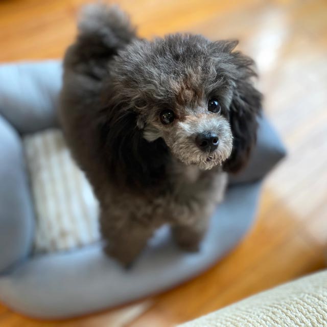 横浜市 川口さまご愛犬 シンバ君、アビーちゃん ベイフラワー犬舎 出身犬画像2