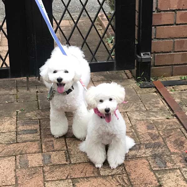 神奈川県 横浜市 鈴木さまご愛犬 パム君 プリンちゃん ベイフラワー犬舎 出身犬画像2
